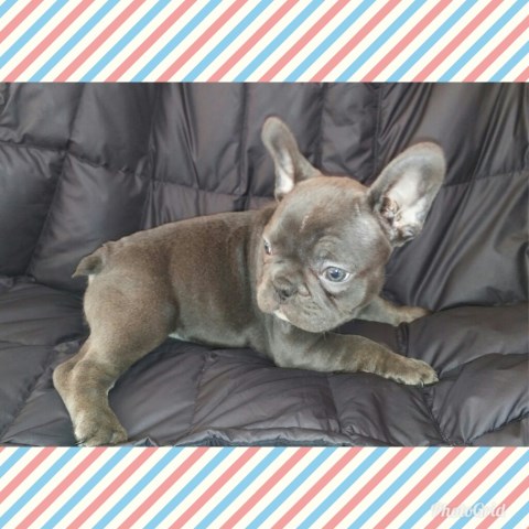 French Bulldog puppy for sale + 51303