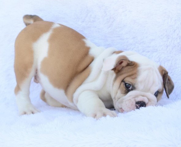 Gorgeous Trained English Bulldog puppies