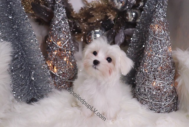 Maltese puppy for sale + 54742
