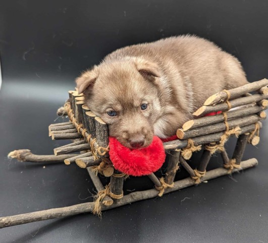 AKC champion sired litter