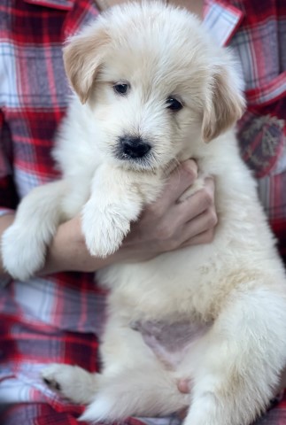 California Cream and White Goldendoodles / Samoyed from healthy parents AVAILABLE
