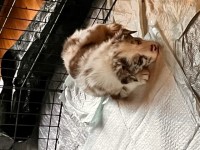 Australian Shepard / Border Collie Mix Australian Shepherd Dog for sale/adoption