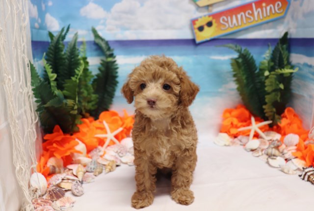 Toy Poodle - Aston - Male