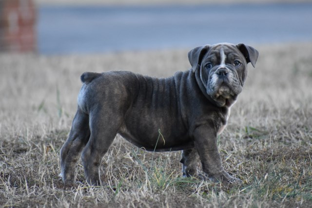 Blue Brindle Female English Bulldog Puppy AKC Reg.