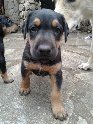 Doberman Goldendoodle Shepherd Mix Puppies