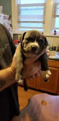 American Pocket Bully Puppies