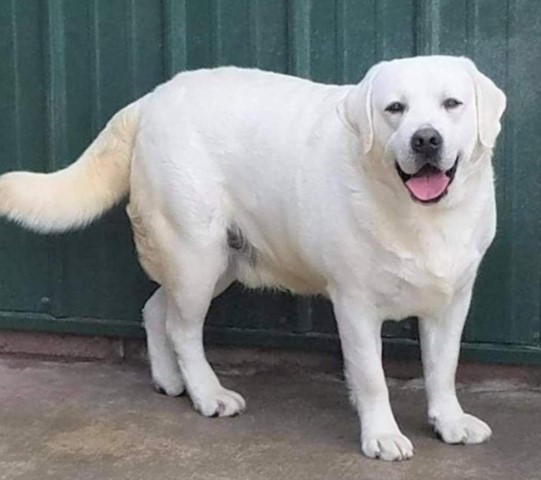 English White Labrador Retrievers