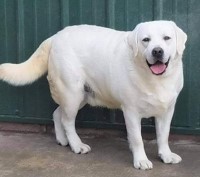 English White Labrador Retrievers Labrador Retriever for sale/adoption