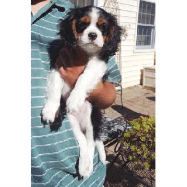 Purebred Cavalier King Charles Spaniel