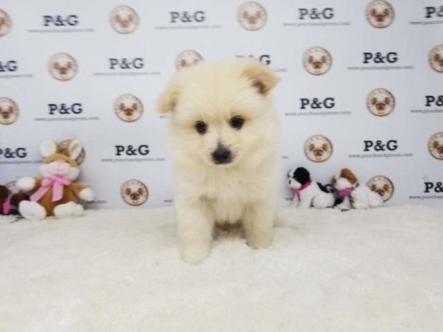 American Eskimo Dog puppy for sale + 53347