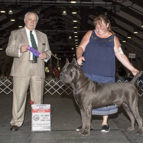 Cane Corso puppy for sale + 53106