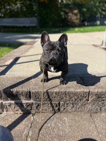 French Bulldog puppy for sale + 64100