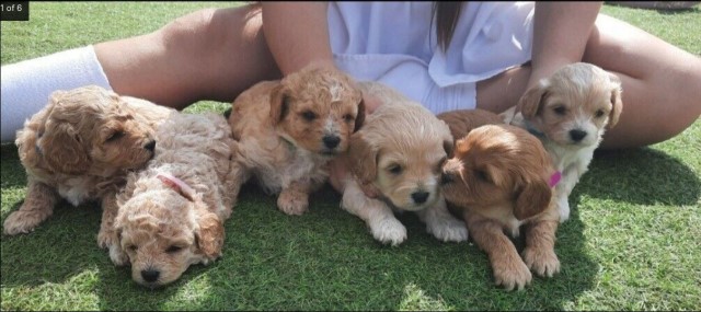 Cavoodle puppies for Christmas