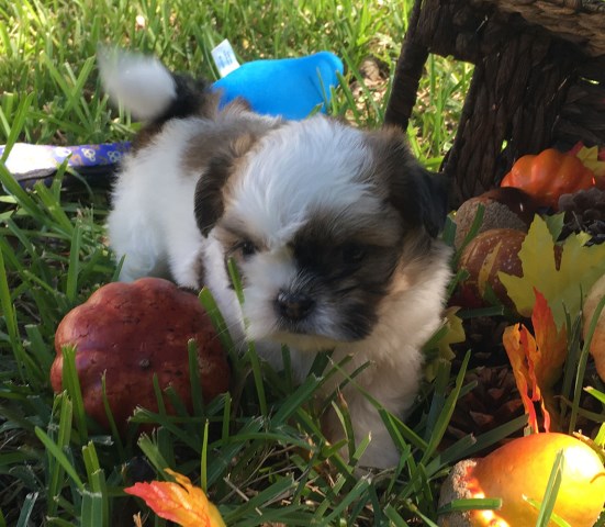 Austin - Shih Tzu Male Puppy
