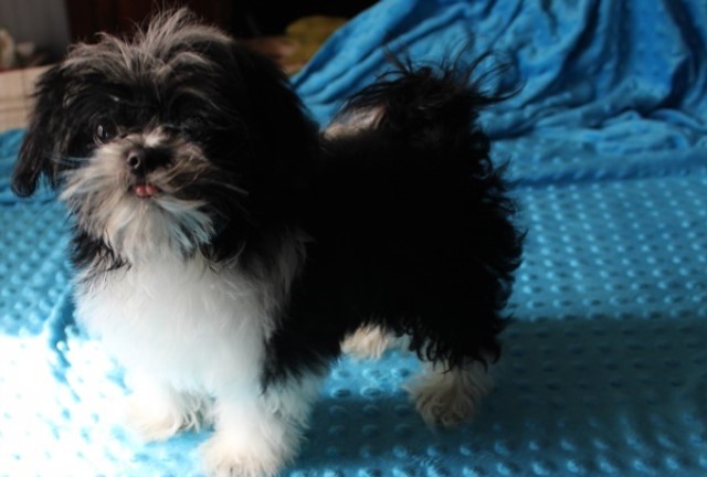 Domino - toy rarebreed mi-ki puppy