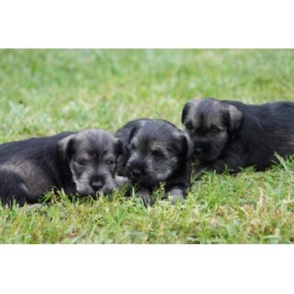 Miniature Schnauzer puppy for sale + 45671