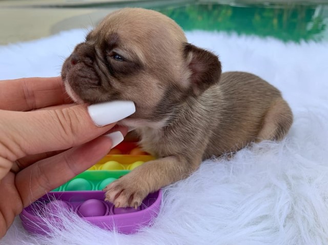 French Bulldog puppy for sale + 62286