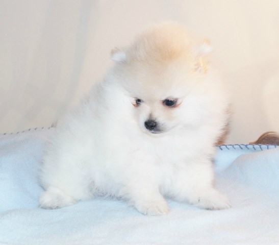 Pomeranian puppy for sale + 59511