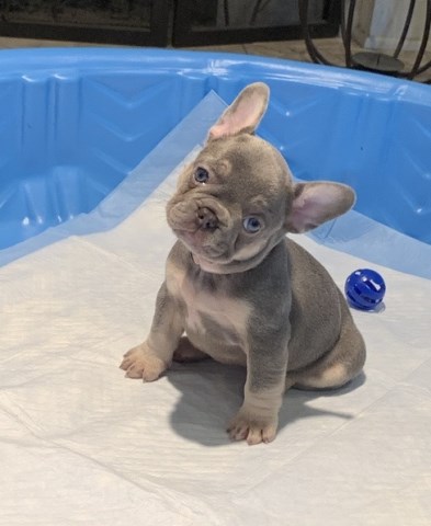 French Bulldog puppy for sale + 59779
