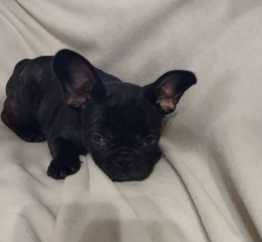 French Bulldog puppies