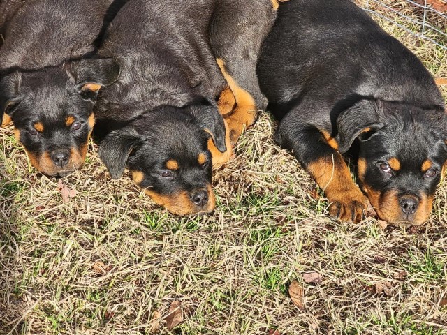 German rottweiler puppies