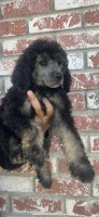 Standard poodles Poodle Standard for sale/adoption