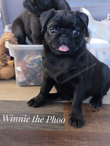 Pug puppy for sale + 66741