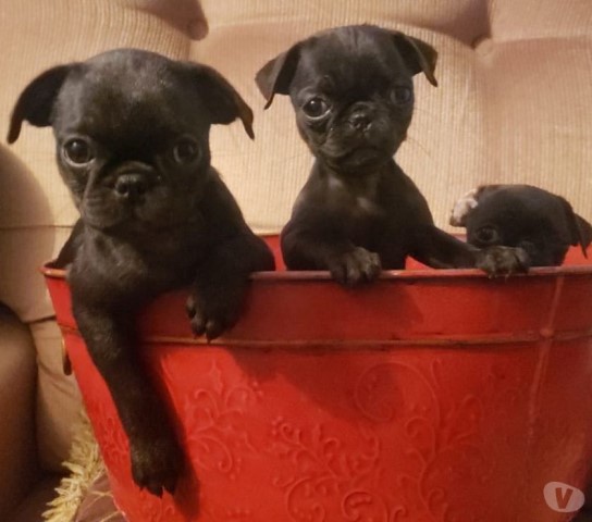 Pug puppy for sale + 63324