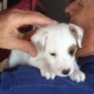 Jack Russell Terrier puppy for sale + 48427