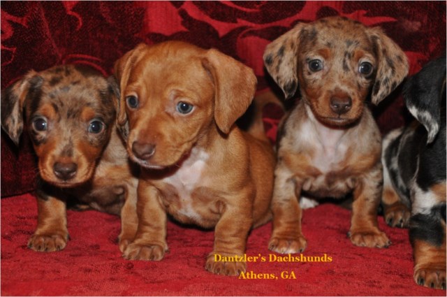 Dachshund puppy dog for sale in Athens,