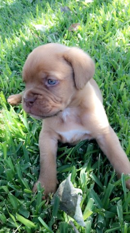 AKC French Mastiffs