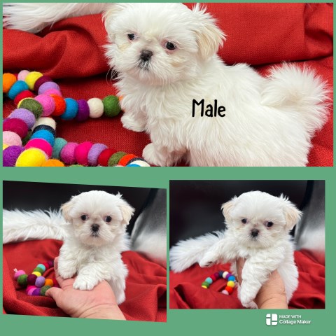 Shih Tzu puppy for sale + 67004