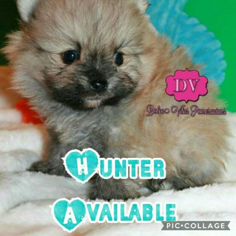 Pomeranian puppy for sale + 48306
