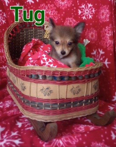 Australian Shepherd Dog puppy for sale + 65389