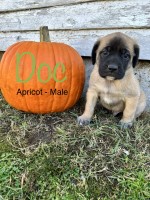 English Mastiff puppies ready for their new homes! Mastiff for sale/adoption
