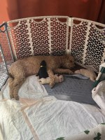 F2B Goldendoodle puppies Goldendoodle for sale/adoption