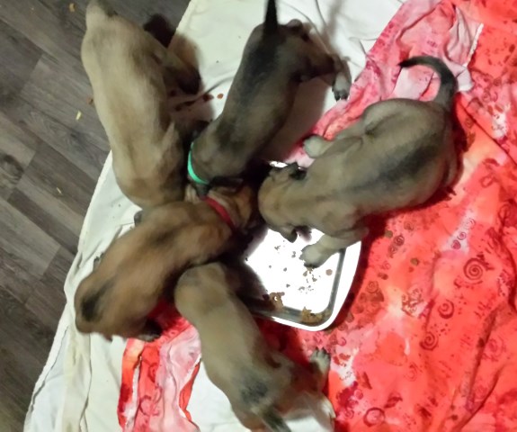 Mastiff puppy for sale + 54046