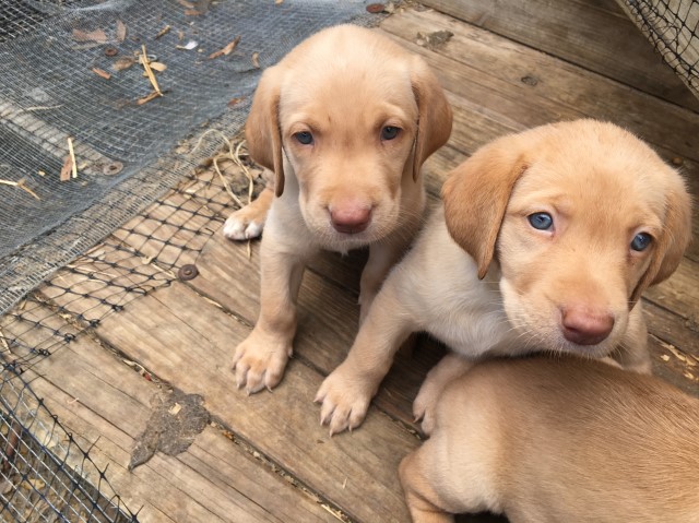 Labrador Retriever puppy for sale + 62366