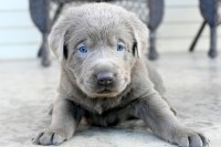 AKC Christmas Charcoal, Champagne, & Silver Labrador Retriever Puppies for Sale Labrador Retriever for sale/adoption