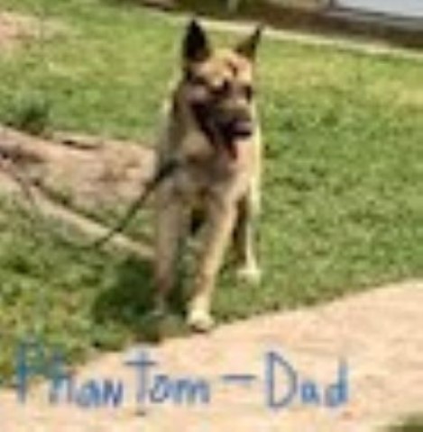 Malinois puppy for sale + 65920