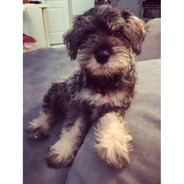 Miniature Schnauzer puppy for sale + 46497