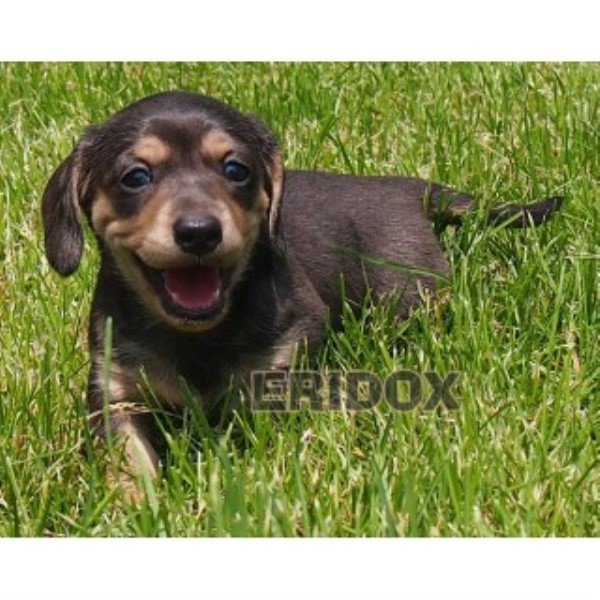 Faux Blue & Cream Smooth Dapple Brindle AKC Dachshund Puppy