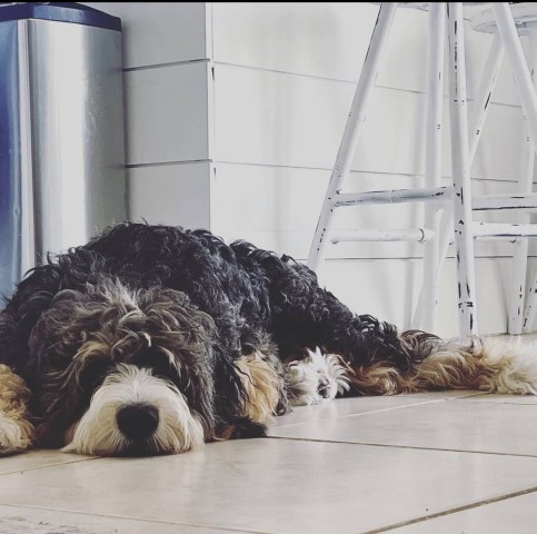 Guardian home needed for mini Australian Shepherds + Poodle