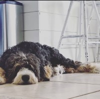 Guardian home needed for mini Australian Shepherds + Poodle Australian Shepherd Dog for sale/adoption