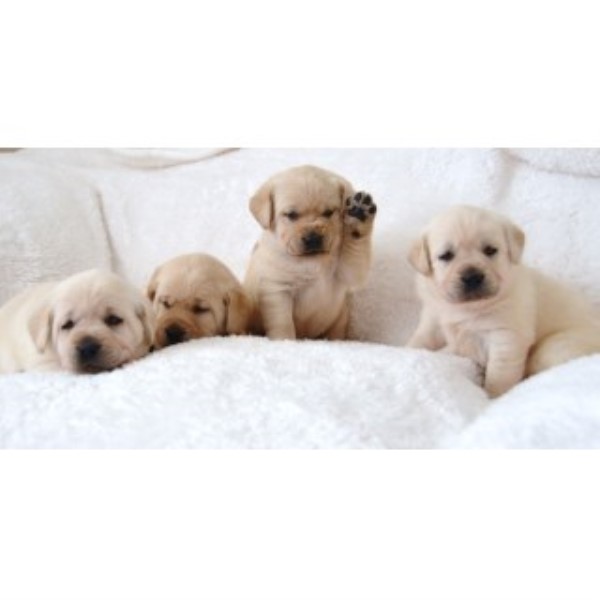 Labrador Retriever puppy for sale + 44695