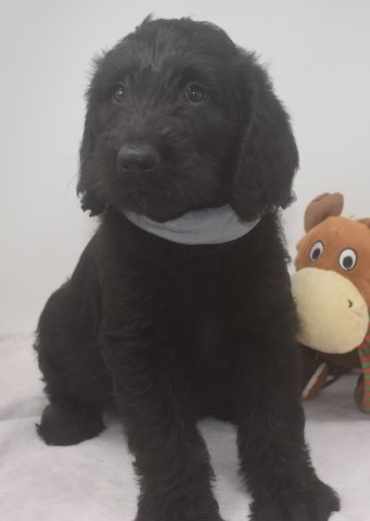 Labradoodle puppy for sale + 62676