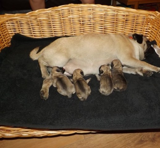 @@$# PLAYFUL PUG PUPPIES