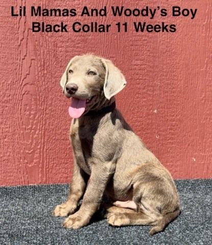 Labrador Retriever puppy for sale + 66810