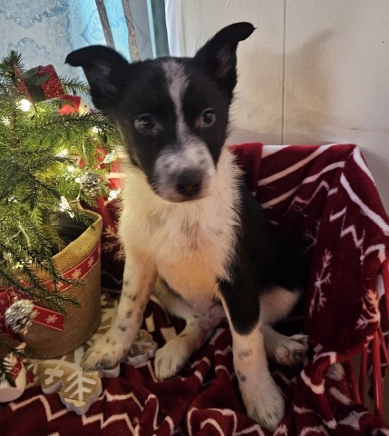 Brady Blackoak Aussie