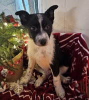 Brady Blackoak Aussie Australian Shepherd Dog for sale/adoption